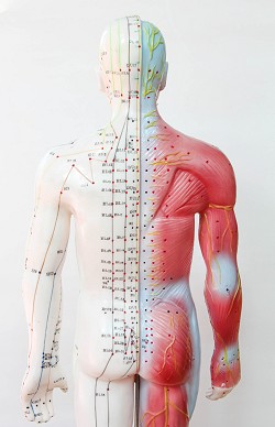 Male Acupuncture Doll