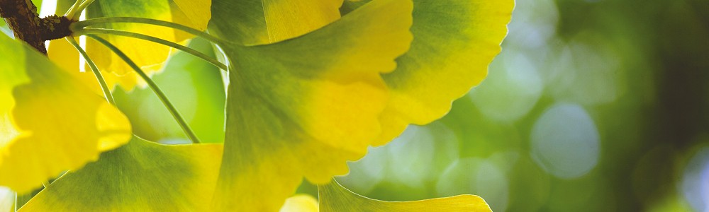 “Cannot recommend Angelo's services enough. He's a fantastic acupuncturist, consultant and in some parts counsellor.” Diane, Chislehurst Chinese Herbal Medicine